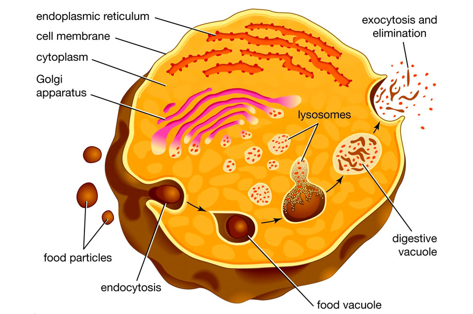 Cơ chế hoạt động của Lysosome