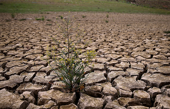 Đất bị ô nhiễm khô cằn, mất chất dinh dưỡng