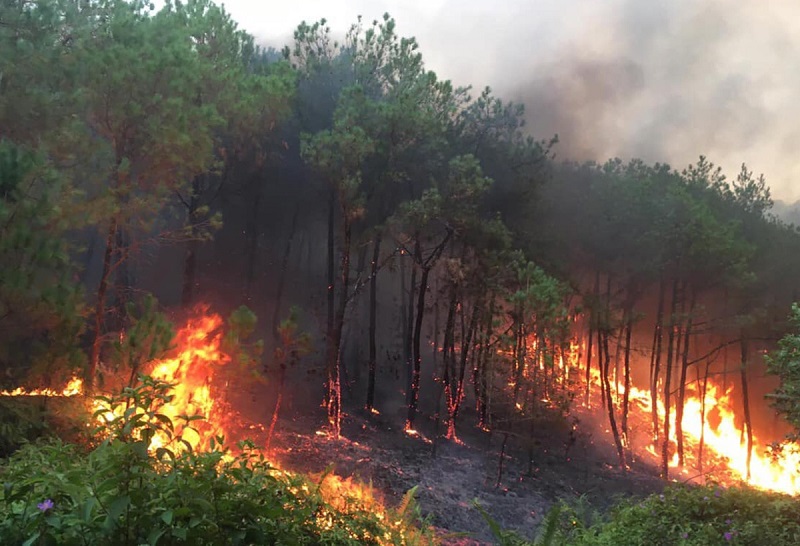 Khí nhà kính là nguyên nhân gây cháy rừng tự phát