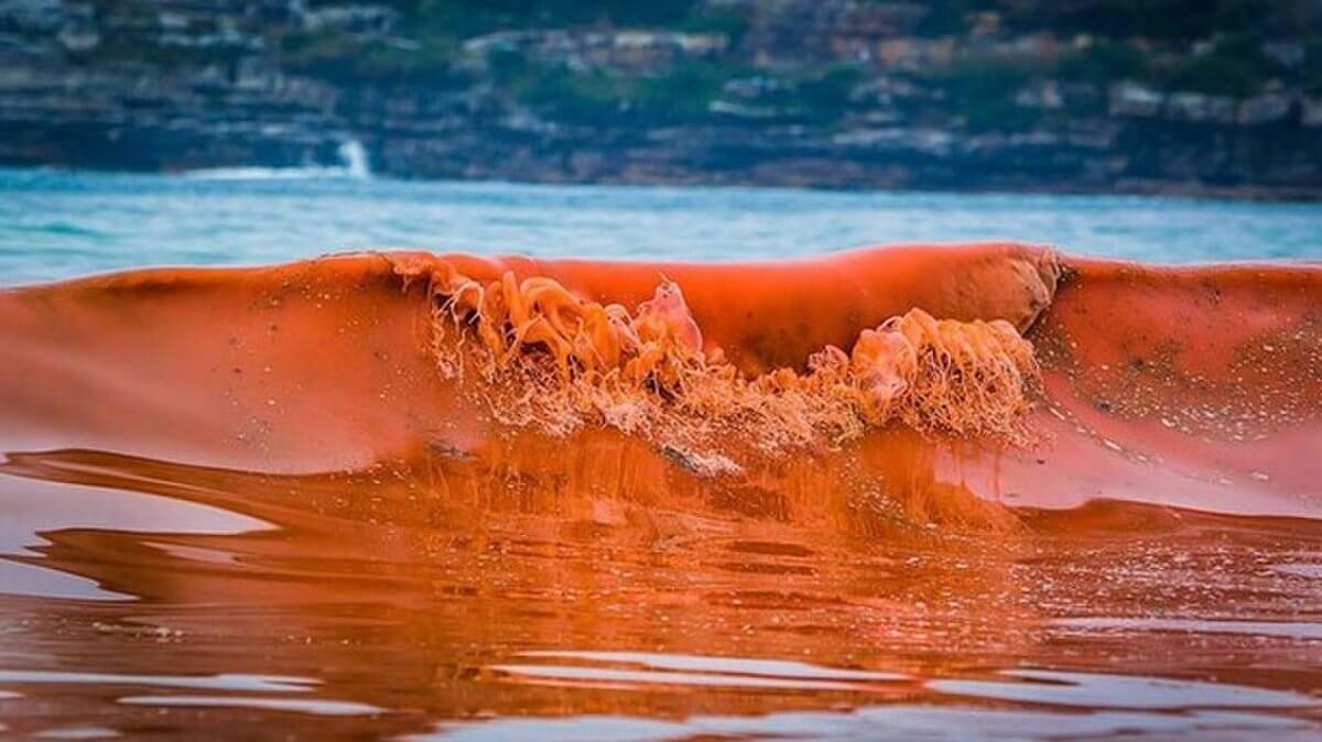 Thủy triều đỏ là gì